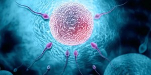 2022安徽正规的供卵助孕机构有哪些？附8家医院费用及成功率参考