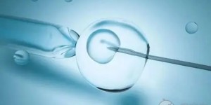 胚胎培养成囊胚的成功率是多少？有哪些步骤？