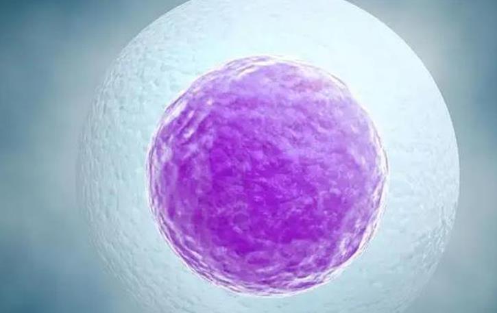 第三代试管冷冻囊胚移植后出生的男孩比例是多少？
