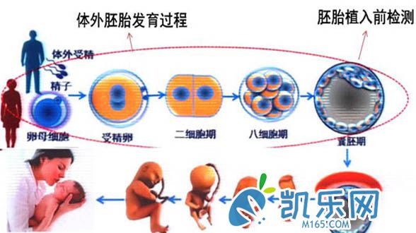 2022年上海三代试管婴儿流程步骤(图1)