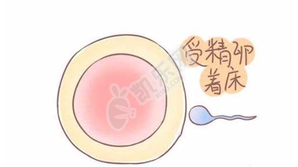 鲜胚和囊胚哪个着床快(图2)