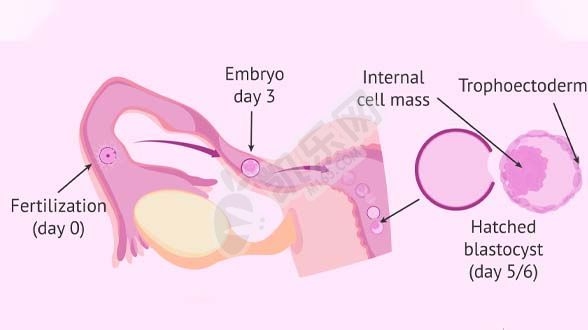 囊胚移植着床全过程图与详细步骤讲解(图3)