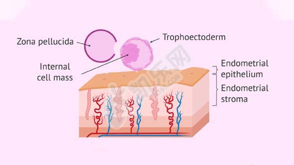 囊胚移植着床全过程图与详细步骤讲解(图4)