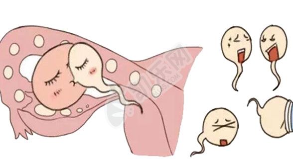 一个卵巢还能做试管婴儿吗？会影响成功率吗(图3)