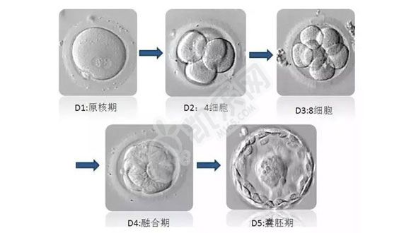 试管婴儿哪种胎存活率高？附胚胎试管成功率数值(图4)
