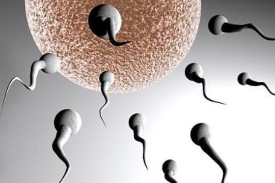 试管婴儿精子是最优的吗