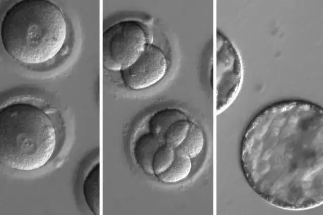 嵌合体胚胎能移植吗