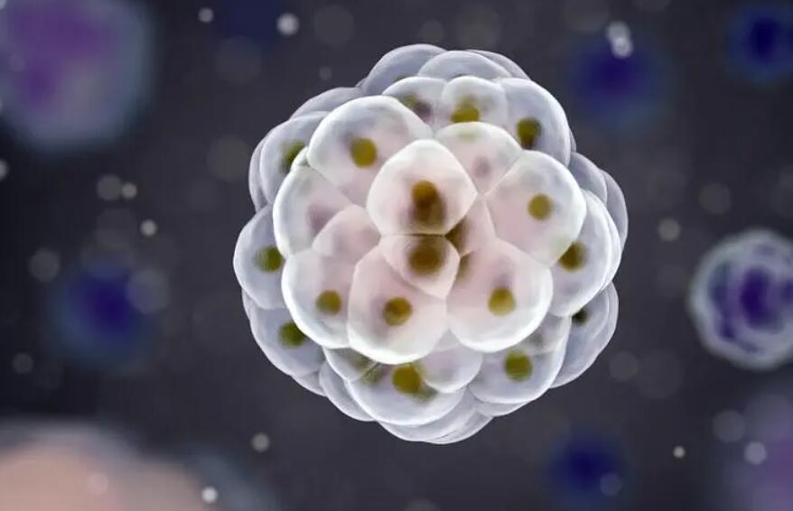 10细胞胚胎养囊成功率高不高？效果怎么样？