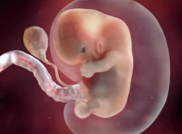 为什么优质鲜胚生出来的都是儿子？生男生女的决定因素有哪些？