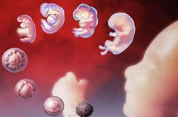 卵母细胞成熟障碍能做试管吗？适合哪个方案？