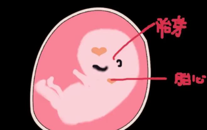 孕囊的形状可以判断性别吗？怀孕期间怎么看男女？