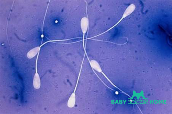 三代试管对睾丸穿刺取出的精子活力率有什么要求