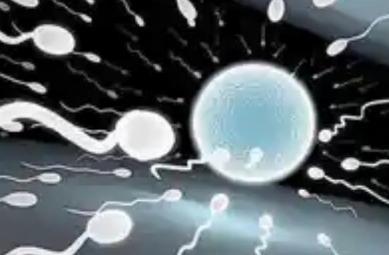 第三代试管技术能解决精子碎片率高的问题吗？
