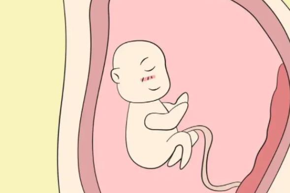 为什么说做二代试管婴儿移植优胚的都是生儿子？
