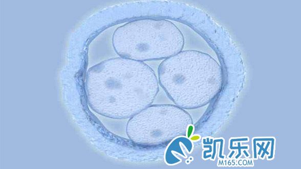 三代试管能否移植“嵌合胚胎”?(图1)
