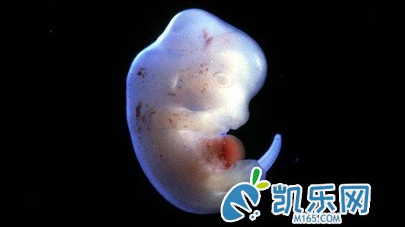 三代试管能否移植“嵌合胚胎”?(图2)