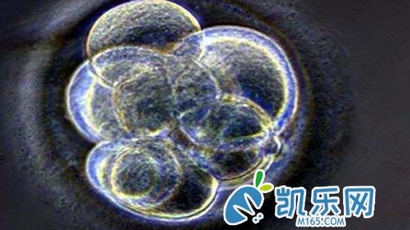 碎片过多的胚胎也能囊胚培养吗?试管必看!(图2)