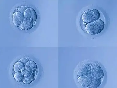 试管婴儿移植的胚胎怎么选择?
