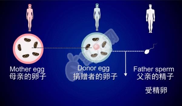 厦门市妇幼保健院能做供卵试管吗 费用是怎样的(图2)