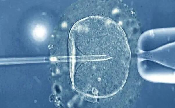供卵试管生男孩胚胎移植成功率多少？附详细介绍？