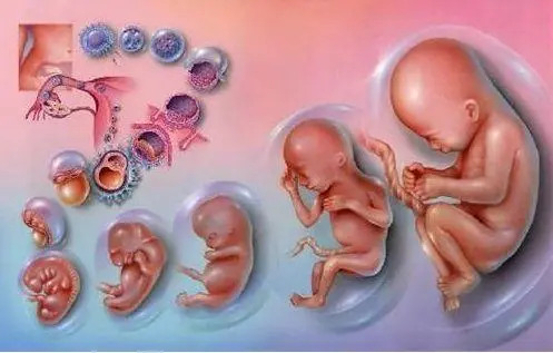 试管移植一个胚胎会可能双胎吗