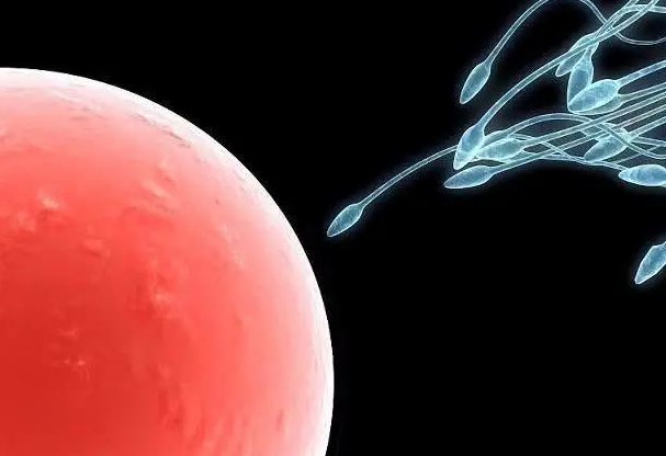 精子想要跟卵子成功结合为受精卵