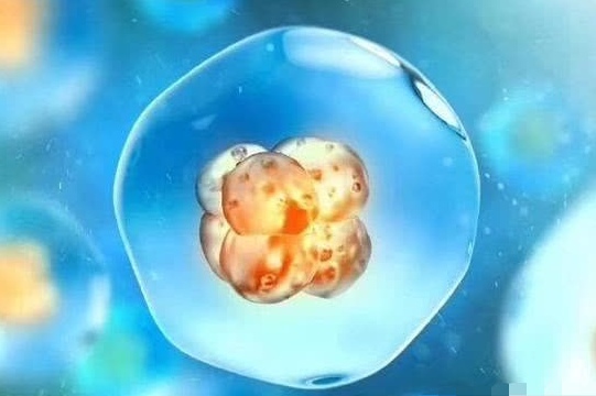 新鲜胚胎和冷冻胚胎哪个更好？哪个成功率更高一些呢？