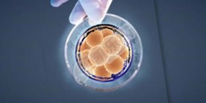 鲜胚移植8天成功的征兆有哪些？