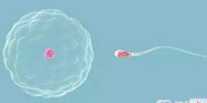 重庆试管婴儿有什么减免政策？高龄女性做试管移植适合多少胚胎？