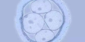 移植6细胞4级胚胎成功率很低，6c4的含义和质量详解