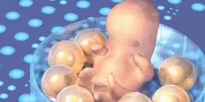 11个胚胎养囊能养多少？附胚胎养囊数量