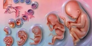 试管移植一个胚胎会可能双胎吗？做试管出双胞胎可能吗？