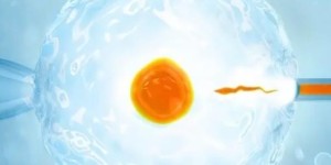 荆州供卵试管婴儿医院排名，附试管助孕成功率费用明细？