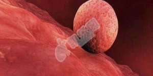 试管婴儿移植2个鲜胚的成功率会比1个更高吗？
