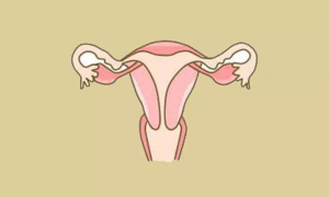 女性的子宫内膜越厚，成功怀孕的概率越大吗？