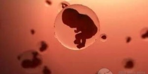 囊胚移植后雌二醇涨高了说明胚胎在发育吗