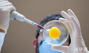 在公立医院做供卵试管，托关系拿到卵源可以直接移植吗？