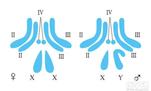 夫妻双方染色体正常，但为什么做三代试管胚胎会出现异常？