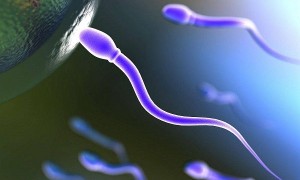 精子等卵子备孕方法详解：不是一定生女孩，看完就明白！