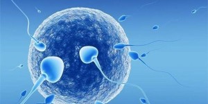 国内外精子库申请精子手续一览，单身女性供精只能去国外！