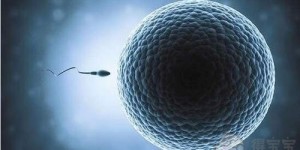 试管婴儿胚胎移植后如何着床成功？胚胎着床过程详述