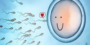 取卵8个并不能说明成功率有多少，主要取决于胚胎质量