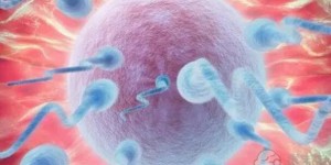 子宫内膜厚度多少可以移植胚胎
