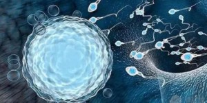 9细胞1级胚胎养囊成功率高，细胞数超8个并非生长过快