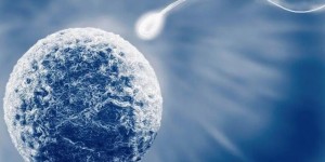 精液碎片率高做第三代试管婴儿可以避免胎停吗？
