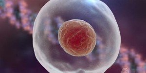 为什么移植优质的囊胚容易怀双胞胎？原因有四个