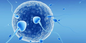 有人知道做试管出现优质胚胎最后的多吗