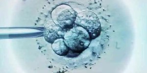 为什么孕酮高了不能移植鲜胚？