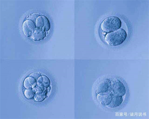 第三代试管容易出现胚胎嵌合体吗