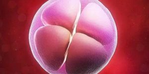 试管移植两个胚胎龙凤胎多少钱一个？附费用明细？